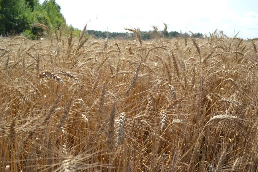 Глеб Никитин: «Для климатической зоны, где мы находимся, подотрасли сельского хозяйства показывают очень серьезные результаты»